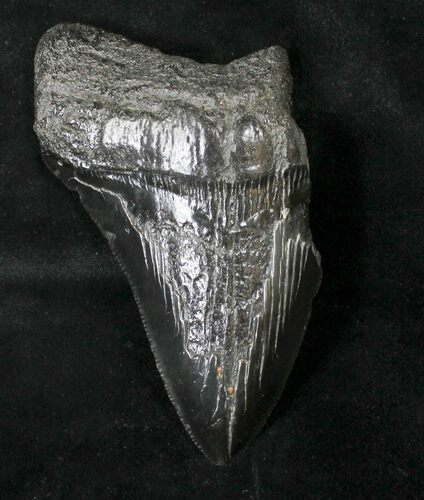 Bargain Megalodon Tooth - South Carolina #19057